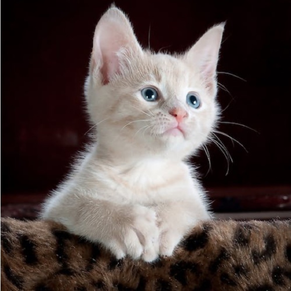 Meet your Posher, Dennie